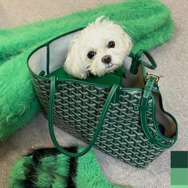 고야드 삭 시앙 그리 백 그린